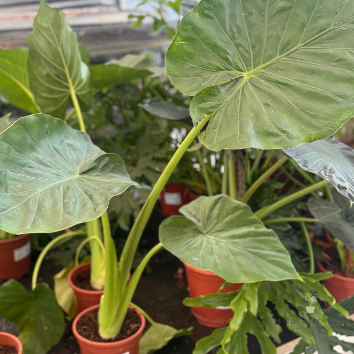 Αλοκάσια (Αυτί του Ελέφαντα) | Alocasia spp. | Εξωτικό Φυτό Εσωτερικού Χώρου - 2